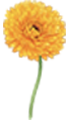 Caléndula