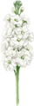 Alhelí blanco