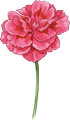Clavel