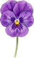 Viola
